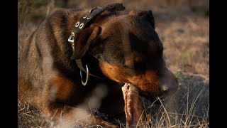 Anti-Poaching Dogs Enjoying Their Treats