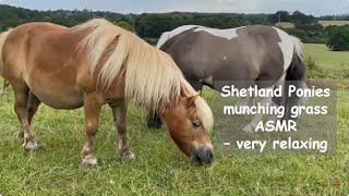 Shetland Ponies munching grass ASMR - very relaxing: TV Episode 489