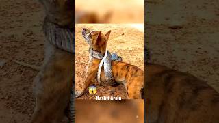 dog vs snake😱 #shorts #snake #animals #subscribe #kashifarain