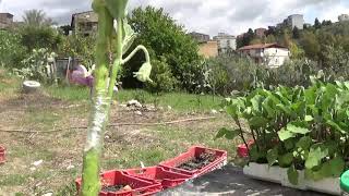 melanzanane innestata su solanum chrysoticum australiano 💪.in fiore