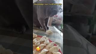 Clever Cat Saves Dumplings! 🐱😺