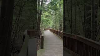 Hiking trail to Higgins lake