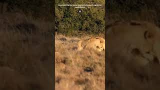 Lion cubs at Shamwari