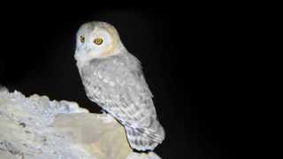 Rare Footage of Desert Tawny Owl (strix hadorami)