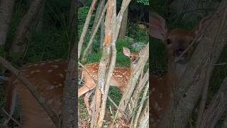 Baby Deer | Fawn #nature #animals #animallover #outdoors #hiking #outside #walking #deer