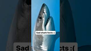 😢 Hilarious Shark Facts: Sharks Try Chess! 🦈 ♟️