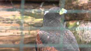 4K Video of Harris Hawk