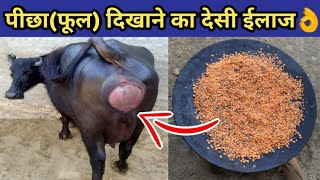 गाय/भैंस का फूल दिखाना,पीछा दिखाने का देसी ईलाज|gaay/bhains ka picha dikhana|Prolapse in cow/bufalo.