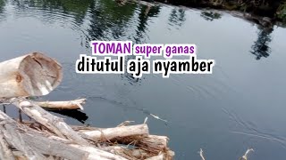 SEKETIKA KAGET..!!? SAMBARAN TEPAT DIUJUNG JORAN // CASTING TOMAN