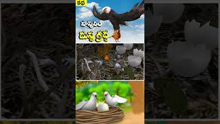 పావురం మరియు  దుష్ట గ్రద్ద |The Evil Eagle and The Pigeon Story in Telugu |  Animlas Telugu  _ 03