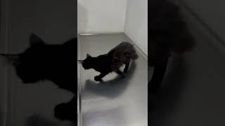 Síndrome Vestibular Felino