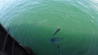 Aussie salmon caught on wharf!