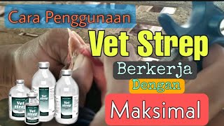 Tips !! Obat ayam | Vet strep | supaya bekerja dengan maksimal.