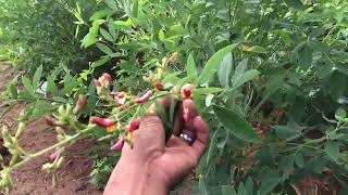 Cosechando Delicias del Campo: Yuca y Guandules en el Conuco.