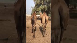 Camels market short❤ #animals #youtubeshorts #youtubevideos #beautifulanimals #camel