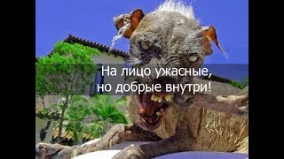 9 самых страшных пород собак в мире