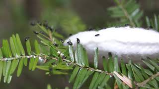 Resource Management Minute: Hemlock Forest Protection.