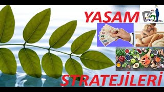 Senin Yaşam Stratejin Hangisi?