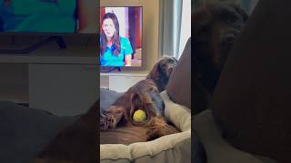 What is my dog doing with her tennis ball 🎾 🤣 #dog #youtubeshorts #shorts