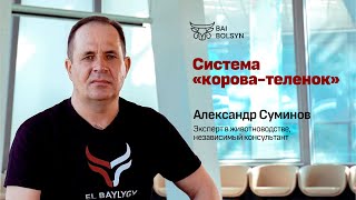 Система Корова-теленок, уход за телятами, регистрация скота — Александр Суминов | EL BAYLYGY