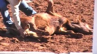 Calf roping (1) Quamby Rodeo 2016