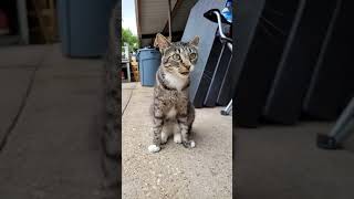 Rambo kitty youtube shorts debut 🤣