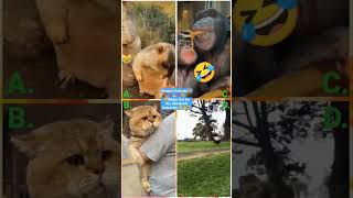 Funny Animal Videos 2022 - Funniest Cute Cats And Dogs Video #cat #shorts #animals #ytshorts #tiktok