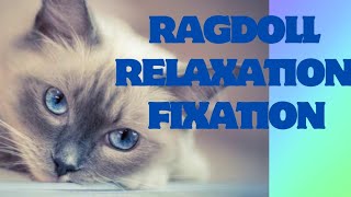 Transform Your Mood with Ragdoll Cat Relaxation