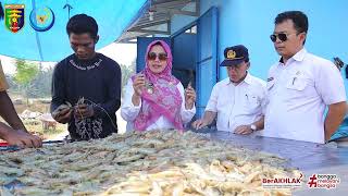 Panen Total Udang Vaname 24 Agustus 2023 di UPTD BPBALP