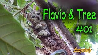 FLAVIO & TREE - FLAVIO e l'ALBERO :-)                (: Cute Cat Caturday Relax Sweet Cat :)