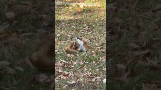 A red fox is sunbathing and relaxing in our backyard!