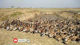 Duck Farming। হাঁসের  খামর। মাঠে প্রান্তরে হাঁস পালন পদ্ধতি।।