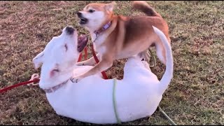 202. Shiba and Pitbull Wrestle and Play 11/06/2024 #shiba #pitbull