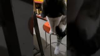 Kedi: Patimi ısıtıyorum çek elini 😡