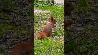 🐿️found it😌#cute #squirrel #shorts #동물 #eating #feed #eat #animals #wildlife #mylife #funny