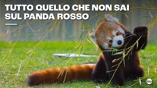 Tutto quello che non sai sul panda rosso