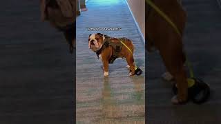 Smart dogs are cute and funny 2021#shorts