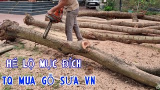 Hé Lộ Mục Đích Mua Gỗ Sưa Của Trung Quốc - Bên TQ Họ Cũng Trồng Rất Nhiều Cây Sưa Như VN