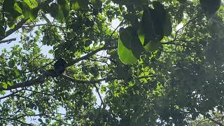 Do you know what monkeys they are? @CheeringupTV Channel #PuertoViejo #CostaRica