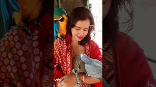 A Day With Birds// Macaw // African grey parrot