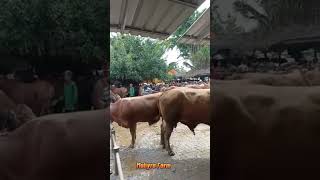 PASAR SAPINYA BENYEK #cow #sapiindonesia #peternaksapi #bredingsapi #sapi #shorts