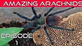 Amazing Arachnids episode 1