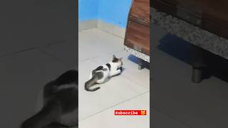 Meow part 1 #trending #viral #shorts #short #cat #cats #catlover #catshorts