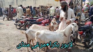 Shalimar Murghi Mandi / Shalimar Bakra Mandi Update Lahore Pakistan