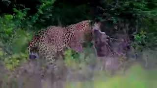 Sri Lankan Leopard Killed a deer