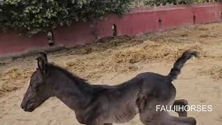 STALLION KALA FIRANGI