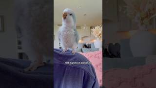 Funny parrot #funnyvideo #funny #foryou #pets #animals #parrot