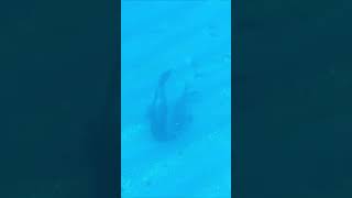 Bull Sealions fighting underwater.  Rare animal encounter,  Stewart Island,  New Zealand