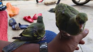 burung punai-free fly malaysian-training fly to me