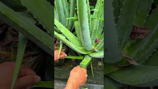 Many great uses of aloe vera #shorts #aloevera